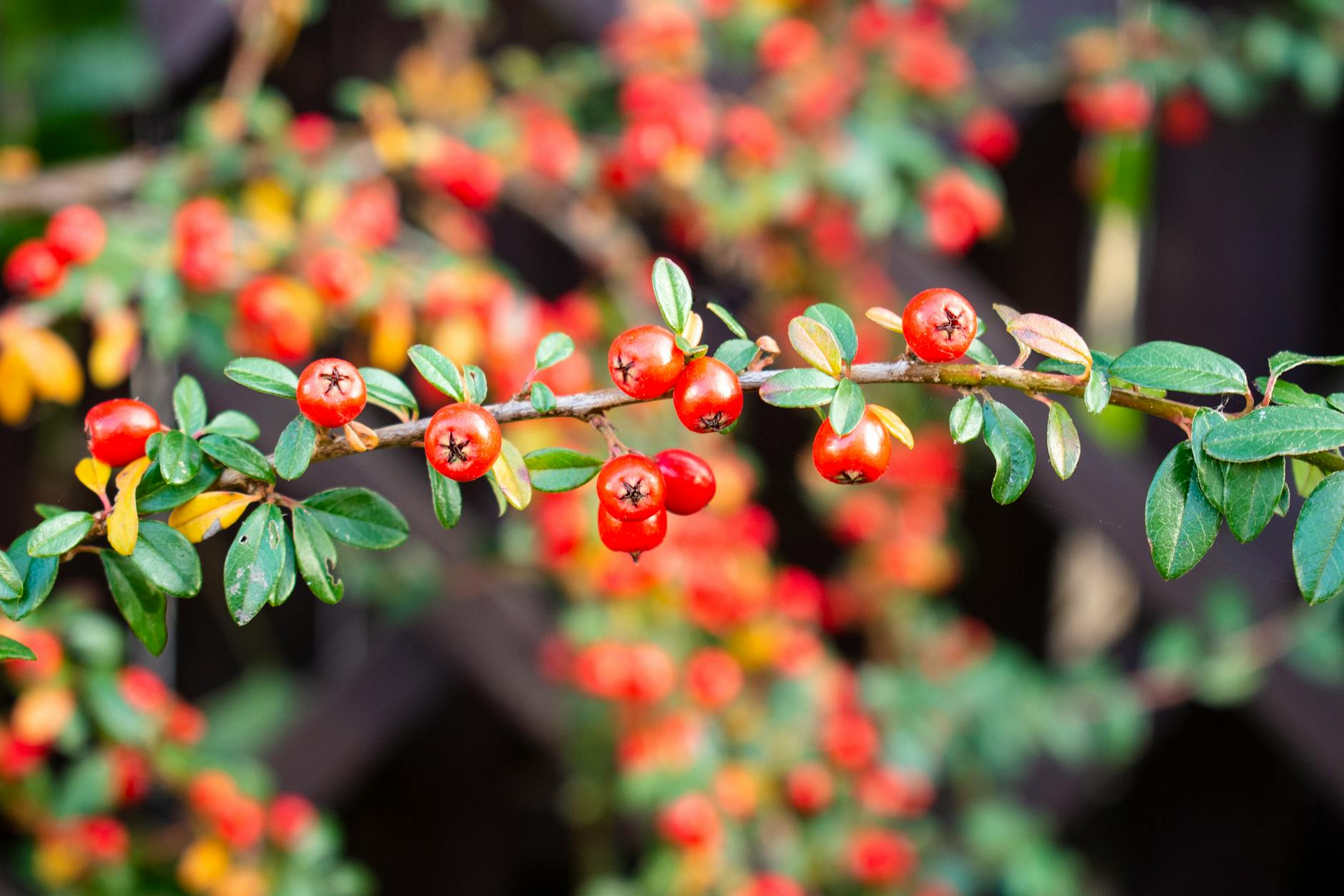 Lubliniec w weekendzie: prasówka i trasy spacerowe czekają na mieszkańców