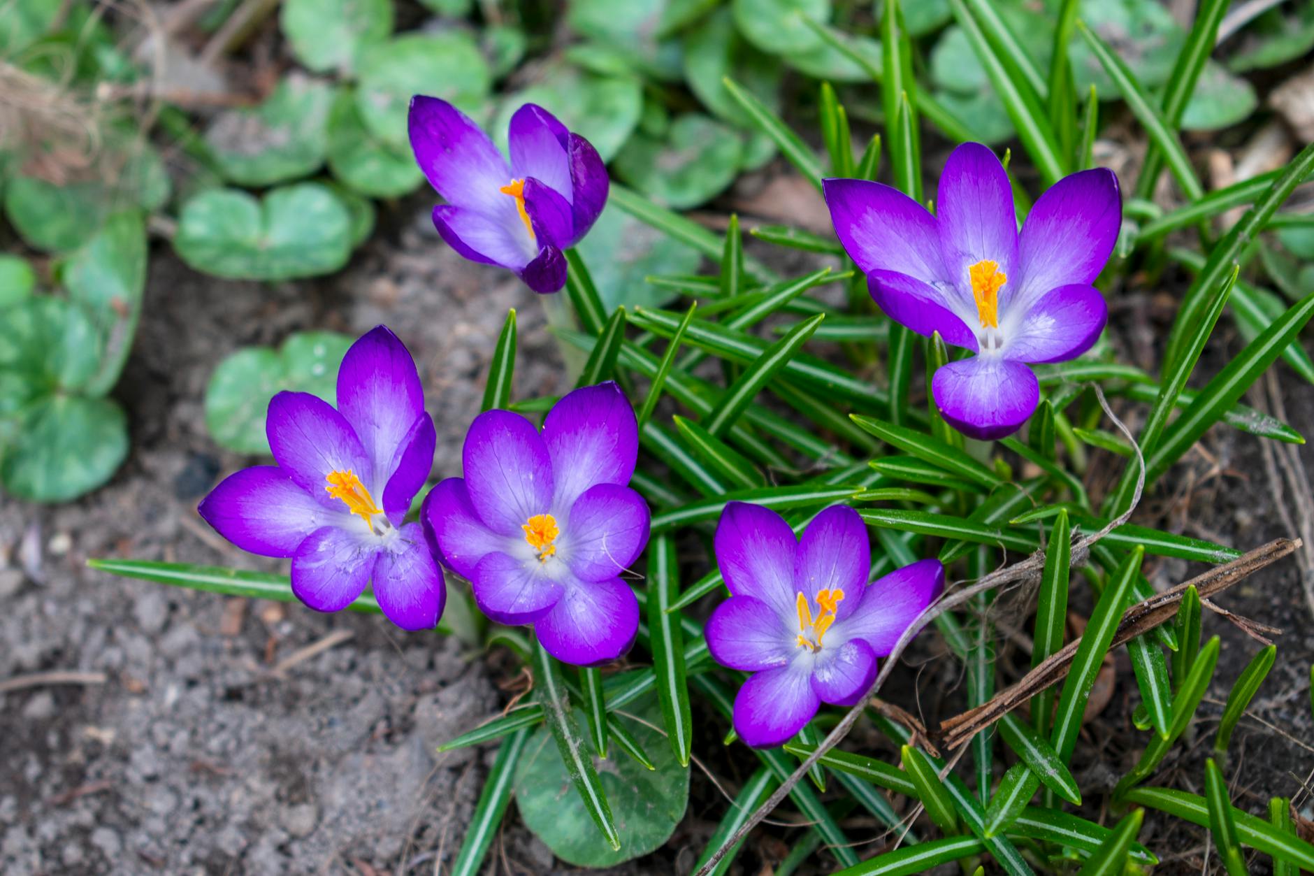 Mapa infrastruktury i usług w Lublińcu – przegląd dla mieszkańców